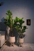 Artificial plant decor  set